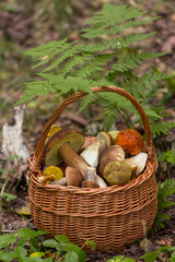 Edible mushrooms porcini in the wicker basket in grass and fern. Natural, forest