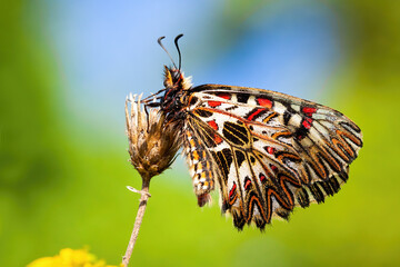 Colorful southern festoon, zerynthia polyxena, sitting with wings closed in vivid nature. Fragile butterfly with white, black and red patterned wings perched on flower from side view.