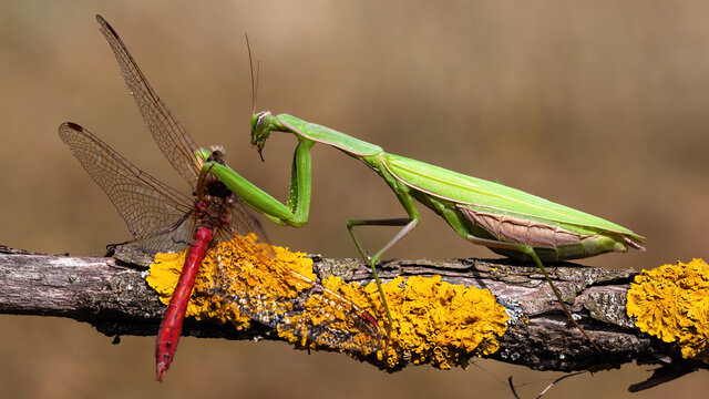 Green european mantis, mantis religiosa, feeding on red dragonfly in summer&nbsp;nature. Predator insect hunting on branch. Wild animal in natural environment.