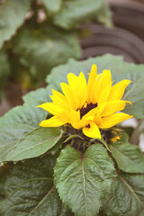 Small decorative sunflower in the pot