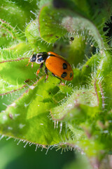 Coccinella