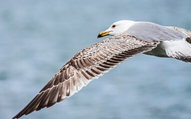 Two years yellow-legged Gull (Larus michahellis) flying over water.