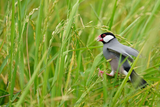 Java sparrow, Java finch, standing on green grains, eating white seeds in fields.