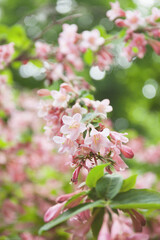Pink weigela flowers close up