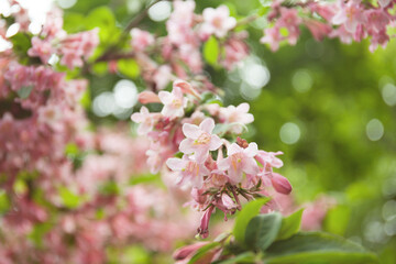 Pink weigela flowers close up