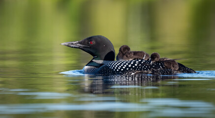 Common loon with chicks in Acadia National Park, Maine  © Harry Collins