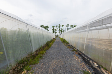 Obraz premium Greenhouse