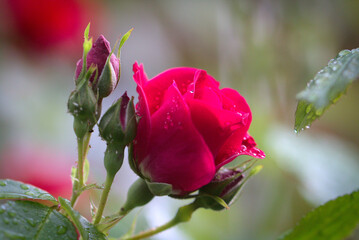 pink rose with water drops