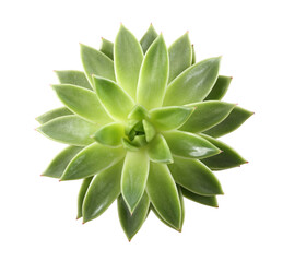Beautiful echeveria isolated on white, top view. Succulent plant