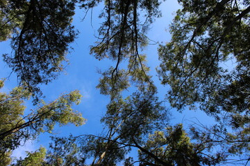 Forest, trees, branches, leaves, and blue sky background.