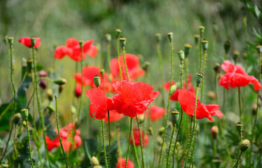 Obraz premium pole czerwonych maków