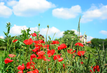 poppy field and blue sky
