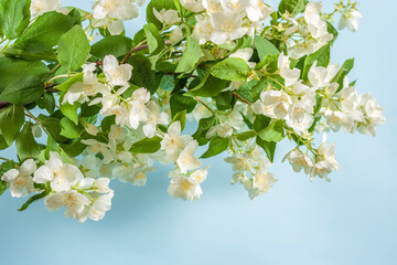 Blooming jasmine branch on a blue background with copy space.
