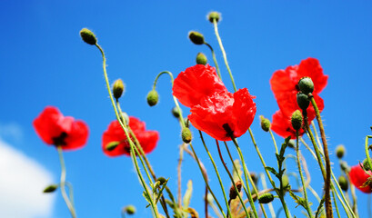 Obraz premium czerwone pole maku