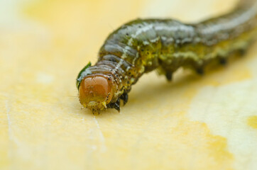 close up of caterpillar on yellow leave