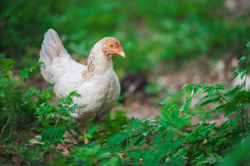 Chicken and rooster on a farm. Free grazing. Ecological farm.