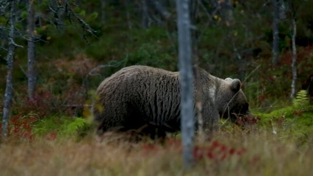 Brown bear in Kuusamo, Lapland, Finland