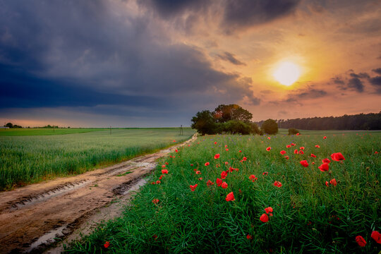 
dirt road among wild flowers at suset