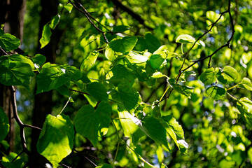 green leaves background
