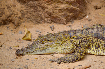 Nile crocodile