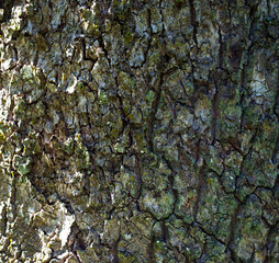tree bark texture