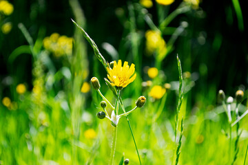 yellow flower in the grass