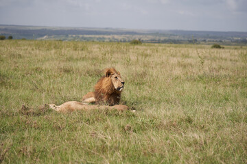 Lion and Lioness Kenya Safari Savanna Mating