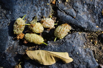 Artistic setting of white mulberry fruits against a dark blue stone background. Morus alba, white mulberry.