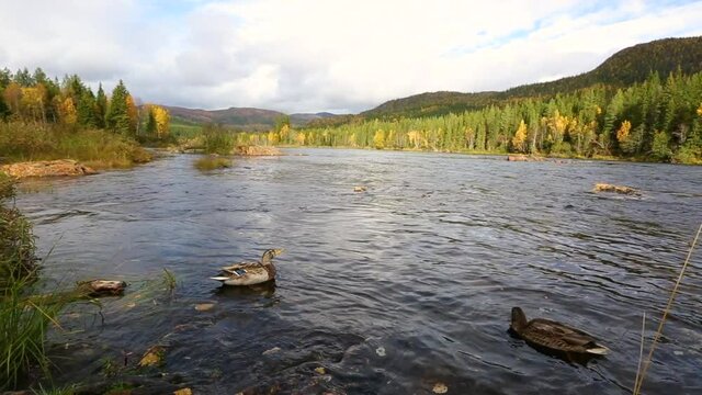 Scene of a duck in a river in autumn in Lapland, Sweden