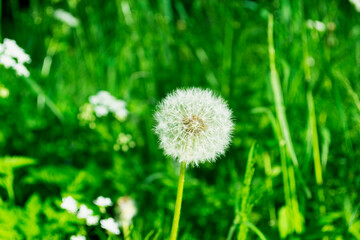 dandelion on green grass