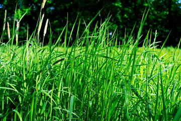 Obraz premium green grass background