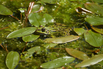 Water frog Pelophylax in green lake with beautiful reflection of eyes and Bladder 