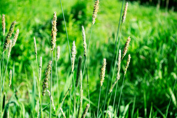 green grass in the wind