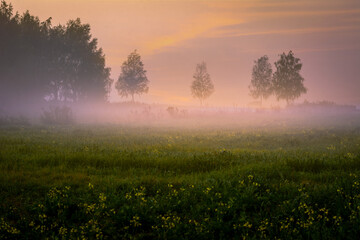 morning mist over the field