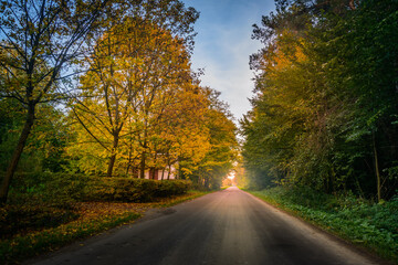 road in autumn forest