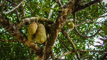 Group of fresh ripe jackfruit hanging on the tree harvest at orchard with nature bokeh background. It is a species of tree in the fig, mulberry, and breadfruit family. Selective focus on foreground.
