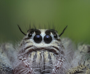 Jumping spider on green background.