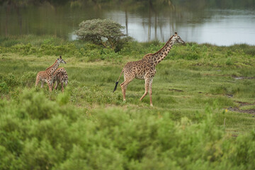 Giraffe Africa Giraffa Safari Big Five Africa