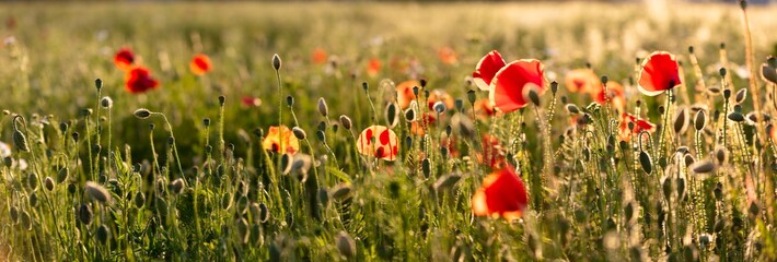 Poppy flowers in the field, Warsaw, Poland - obrazy, fototapety, plakaty