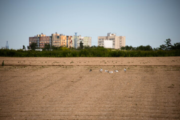 Seagulls on the sand in the field
