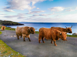 Highland cows and a bull on the road to Hushinish