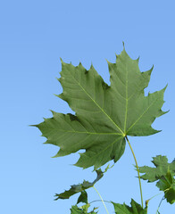 Norway Maple acer parts of tree fruits bark tree