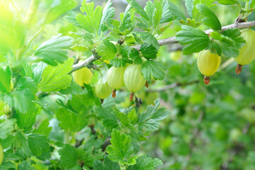 Gooseberries on a branch in the garden under the rays of the summer sun.