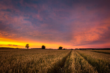 sunset over wheat field