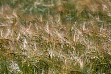 Fototapeta premium ripened cereal fields in summer