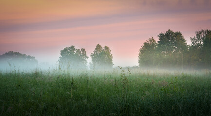 misty morning over the meadow