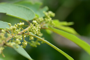 young flower on a branch