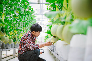 The farmer is checking the quality of the melon at the melon farm in a plastic house