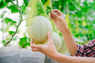 The farmer holding melon at the melon farm in a plastic house