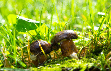 The mushrooms in Forest After the rain.